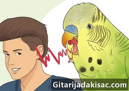 Bagaimana untuk mengenal pasti jenis kelamin parakeet