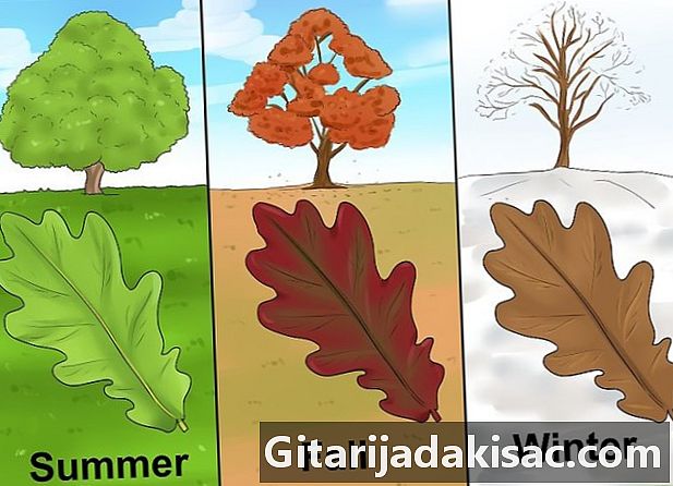Cara mengidentifikasi pohon ek