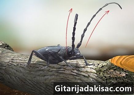 Come identificare gli scarabei