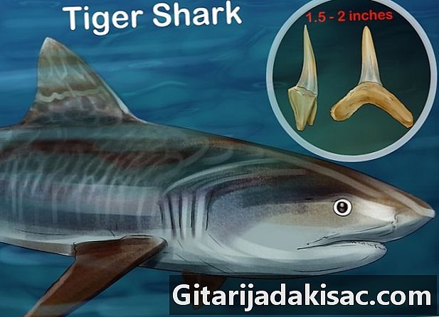 Как да идентифицирате зъбите на акула