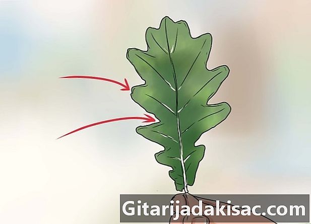 Hvordan identifisere eikeblader
