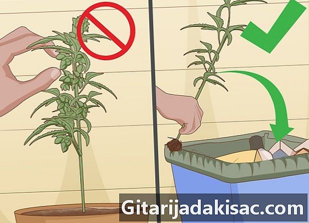 男性と女性のマリファナの植物を識別する方法