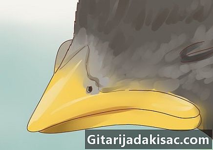 Wie man ein Vogelbaby identifiziert