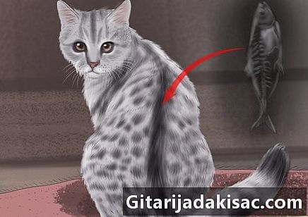 Hoe een tabby kat te identificeren