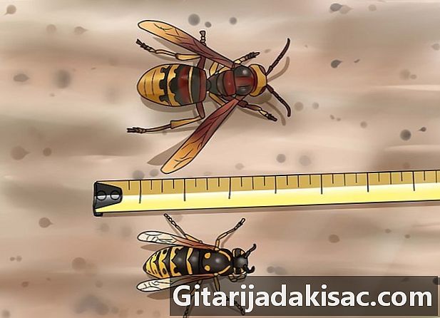Cara mengidentifikasi lebah