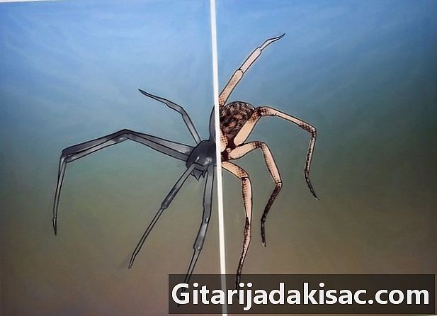 Cách nhận biết nhện