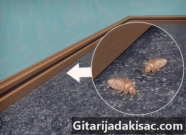 Yatak böcek istilası nasıl belirlenir