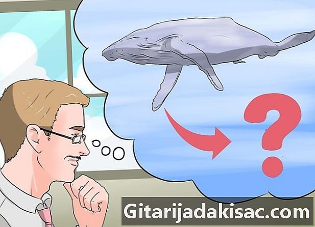 Hvordan tolke en drøm som involverer en hval eller en delfin