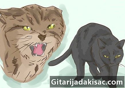 بلیوں کے بارے میں خواب کی ترجمانی کیسے کریں
