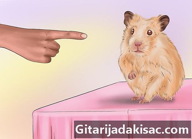 Hur man spelar med en hamster