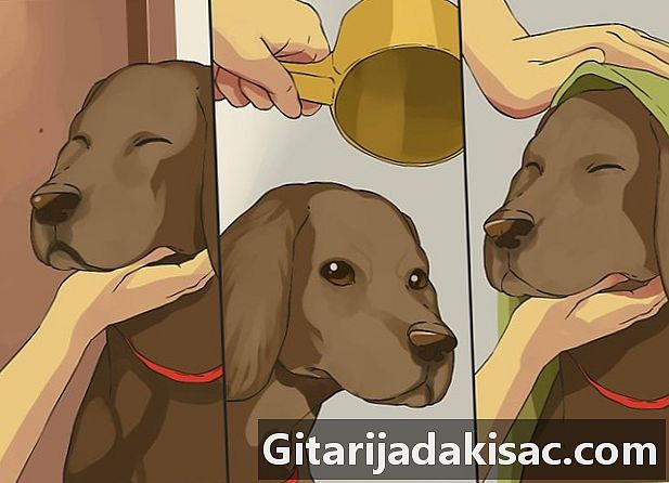 Hogyan lehet mosni egy kis kutyát