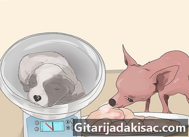 کتے میں گٹھیا کے حملوں کو کیسے کنٹرول کیا جائے