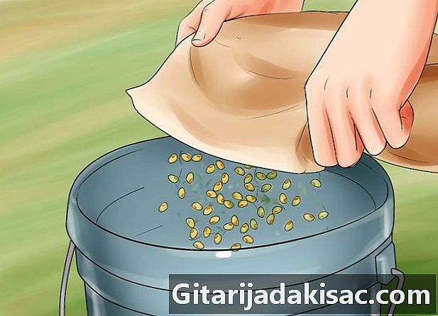 Hogyan maláta kukoricát