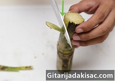 Hvordan spise sukkerrør
