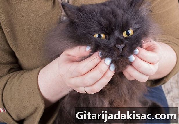 Cómo masajear a tu gato