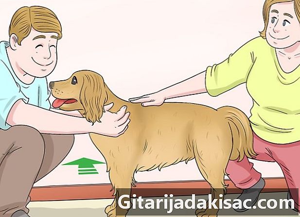 Cara mengukur ukuran anjing