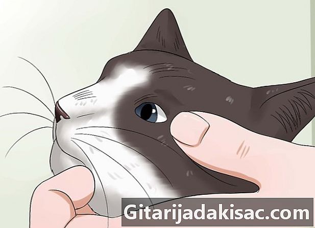 Wie man einer Katze Tropfen in die Augen gibt