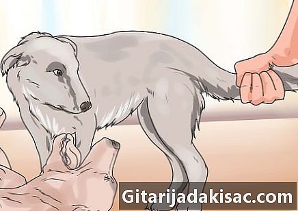 Hvordan avslutte en hundekamp
