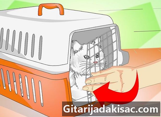 Hur man sätter en katt i en transportkorg