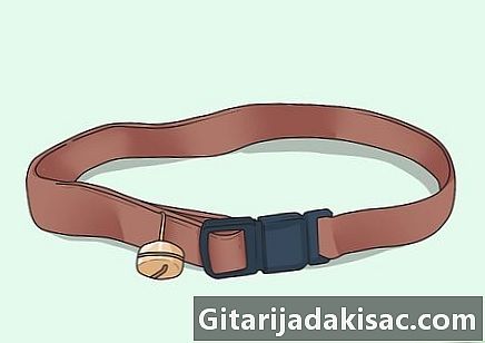 Hur man sätter ett halsband till en katt