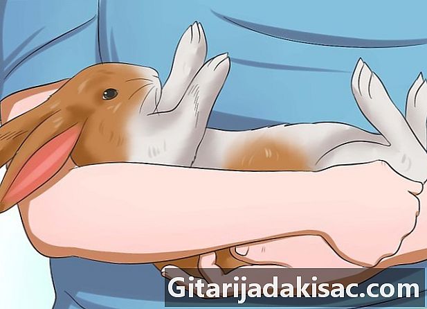 Làm thế nào để đặt một con thỏ trong trạng thái thôi miên - HiểU BiếT