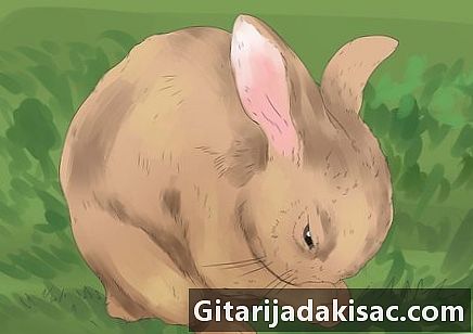 Làm thế nào để hiểu rõ hơn về con thỏ của mình