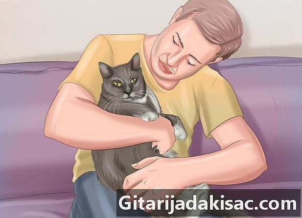 Bagaimana untuk menunjukkan kasih sayang kepada kucing