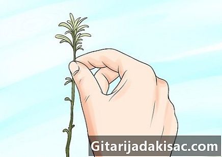 Hur man multiplicerar lavendelväxter - Kunskap