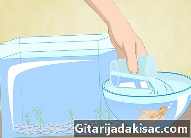 Kā tīrīt zivju cīnītāja akvāriju