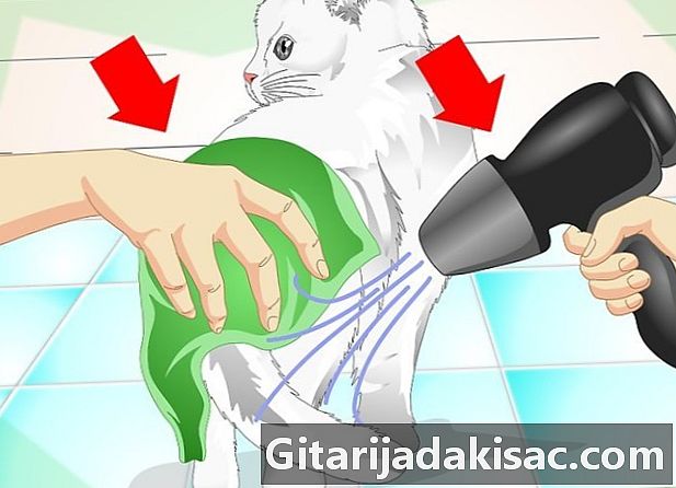 Cách làm sạch lông mèo